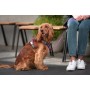 Harnais pour Chien Red Dingo Dingo 25-36 cm 31-43 cm Violet XS de Red Dingo, Harnais - Réf : S6104230, Prix : 23,87 €, Remise...