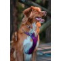 Dog Harness Red Dingo Dingo 30-47 cm 37-52 cm Purple S by Red Dingo, Harnesses - Ref: S6104231, Price: 26,49 €, Discount: %