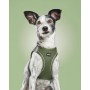 Arnês para Cães Gloria 24,5-26 cm Verde 18-20 cm de Gloria, Arneses - Ref: S6104269, Preço: 8,18 €, Desconto: %