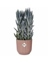 Blumentopf Elho Rosa Kunststoff rund kreisförmig Moderne Ø 25 cm | Tienda24 Tienda24.eu