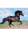 Puzzle Ravensburger 12803 Black Stallion XXL 200 Pieces | Tienda24 Tienda24.eu