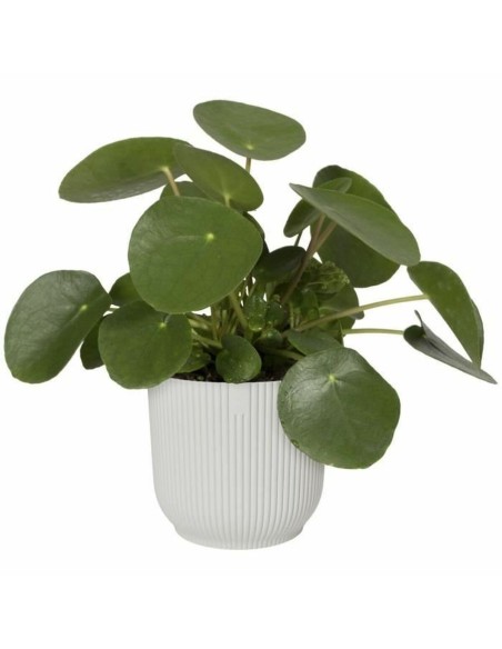 Pot Elgato Blanc Ø 30 cm Plastique Rond Moderne | Tienda24 Tienda24.eu