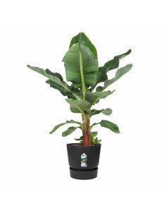 Blumentopf Riss RIV3580798142061 Ø 40 cm | Tienda24 Tienda24.eu