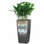 Plant pot Lechuza 40 x 40 x 105 cm Plastic Rectangular by Lechuza, Flower Pots - Ref: S71000402, Price: 216,02 €, Discount: %