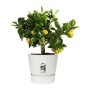 Plant pot Elho Greenville Circular White Plastic (Ø 29,5 x 27,8 cm) by Elho, Flower Pots - Ref: S7148985, Price: 37,36 €, Dis...