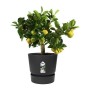 Vaso Elho Greenville Preto Plástico Redonda Redondo Ø 30 cm Ø 29,5 x 27,8 cm de Elho, Vasos para flores - Ref: S7148987, Preç...