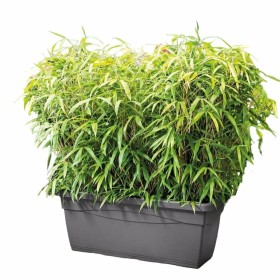 Blumentopf Deroma Anthrazit Recycelter Injected 100 cm von Deroma, Töpfe - Ref: S7168632, Preis: 58,49 €, Rabatt: %