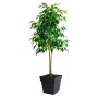 Plant pot EDA Grey polypropylene Plastic 39 cm 39 x 39 x 39 cm by EDA, Flower Pots - Ref: S7190895, Price: 35,16 €, Discount: %