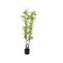 Planta Decorativa Romimex PVC 60 x 150 x 60 cm de Romimex, Plantas - Ref: D1619038, Preço: 110,12 €, Desconto: %