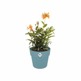 Blumentopf Elho Blau Ø 35 cm Kunststoff rund von Elho, Töpfe - Ref: S7196662, Preis: 46,22 €, Rabatt: %