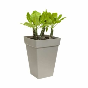 Blumentopfset Taupe Kunststoff 16,5 x 16,5 x 14,5 cm (4 Stück) | Tienda24 - Global Online Shop Tienda24.eu