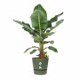 Maceta Elho Verde Ø 55 cm Plástico de Elho, Macetas para flores - Ref: S7196860, Precio: 108,50 €, Descuento: %