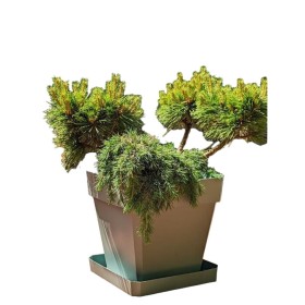 Plant pot Riviera Brown 50 x 50 cm by Riviera, Flower Pots - Ref: S7196879, Price: 41,32 €, Discount: %