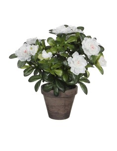 Planta Decorativa Everlands Pampa (Ø 9 x 90 cm) | Tienda24 Tienda24.eu