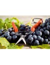 Tijera para Jardín Stocker Recolección de fruta y verdura Uvas 19 cm Acero forjado | Tienda24 Tienda24.eu