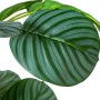 Planta Decorativa Alexandra House Living Plástico Calathea 90 cm de Alexandra House Living, Plantas - Ref: D1626967, Preço: 6...