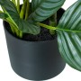 Planta Decorativa Alexandra House Living Plástico Calathea 90 cm de Alexandra House Living, Plantas - Ref: D1626967, Preço: 6...