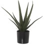 Planta Decorativa Alexandra House Living Plástico Aloe Vera 11 x 11 x 39 cm de Alexandra House Living, Plantas - Ref: D162358...