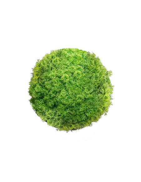 Planta Decorativa Bola Musgo 20 x 20 x 20 cm | Tienda24 Tienda24.eu