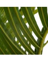 Pianta Decorativa Polietilene Areca 189 cm da BigBuy Home, Piante artificiali - Ref: S8800699, Precio: €146.45, Descuento: %