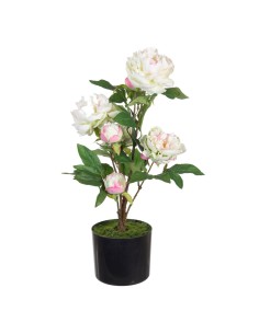 Decorative Plant Boj Ball Plastic 30 x 30 x 30 cm | Tienda24 Tienda24.eu