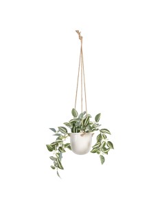 Planta Decorativa Folhas Grande Duas cores Plástico 27 x 29 x 27 cm (6 Unidades) | Tienda24 Tienda24.eu