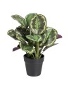 Plante décorative 37 x 37 x 41 cm Vert PVC | Tienda24 Tienda24.eu