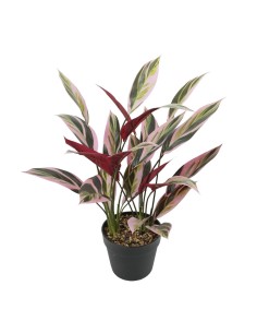 Decorative Plant Versa Plastic | Tienda24 Tienda24.eu