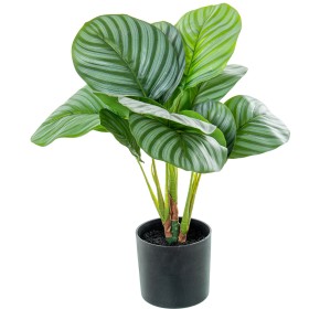 Pianta Decorativa Alexandra House Living Plastica Calathea 50 cm di Alexandra House Living, Piante artificiali - Rif: D162696...