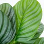 Pianta Decorativa Alexandra House Living Plastica Calathea 50 cm di Alexandra House Living, Piante artificiali - Rif: D162696...