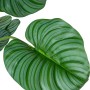 Plante décorative Alexandra House Living Plastique Calathea 150 cm de Alexandra House Living, Plantes artificielles - Réf : D...