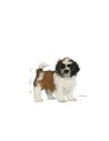 Penso Royal Canin Shih Tzu Puppy Cachorro/júnior Vegetal 500 g | Tienda24 Tienda24.eu