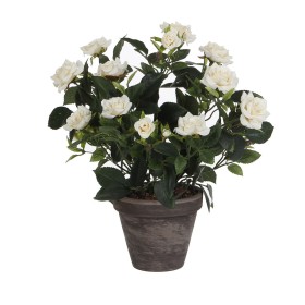 Decorative Plant Home ESPRIT Plastic | Tienda24 - Global Online Shop Tienda24.eu