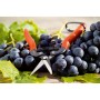 Garden Scissors Stocker Fruit and vegetable harvesting Grapes 19 cm Forged steel | Tienda24 - Global Online Shop Tienda24.eu