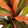 Plante décorative Dracaena Marron Vert PVC 140 cm | Tienda24 - Global Online Shop Tienda24.eu