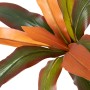 Plante décorative Dracaena Marron Vert PVC 140 cm | Tienda24 - Global Online Shop Tienda24.eu