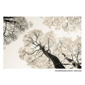 Toile Arbres 120 x 4 x 80 cm de BigBuy Home, Impressions sur toile - Réf : S8803245, Prix : 109,38 €, Remise : %