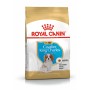 Nourriture Royal Canin Cavalier King Charles Spaniel Puppy Petit/Junior Oiseaux 1,5 Kg | Tienda24 - Global Online Shop Tienda24.eu