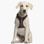 Hundegeschirr Star Wars Braun M/L | Tienda24 Tienda24.eu