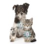 Antiparassitario a Ultrasuoni Ricaricabile per Animali Domestici PetRep InnovaGoods | Tienda24 - Global Online Shop Tienda24.eu