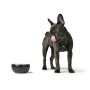 Dog Feeder Hunter Black Ceramic Silicone 900 ml Modern | Tienda24 Tienda24.eu