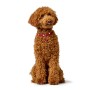 Coleira para Cães Hunter Love Vermelho S/M 38-44 cm | Tienda24 Tienda24.eu