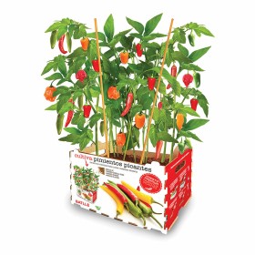 Conjunto de Cultivo Batlle Pimentos Picante 30 x 19,5 x 16,2 cm de Batlle, Kits de cultivo em casa - Ref: S7911865, Preço: 15...