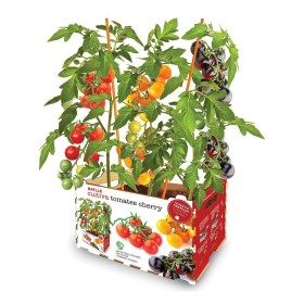 Conjunto de Cultivo Batlle Tomates naturais 30 x 19,5 x 16,2 cm de Batlle, Kits de cultivo em casa - Ref: S7911866, Preço: 15...