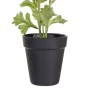 Plante décorative Polyester Polyéthylène Fer Fleur 9,5 x 9,5 x 29 cm de BigBuy Home, Plantes artificielles - Réf : S8806533, ...