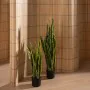 Decorative Plant Rubber polypropylene 20 x 20 x 80 cm by BigBuy Home, Artificial Plants - Ref: S8806686, Price: 46,56 €, Disc...