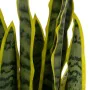 Plante décorative Caoutchouc polypropylène 20 x 20 x 80 cm de BigBuy Home, Plantes artificielles - Réf : S8806686, Prix : 46,...