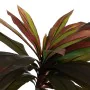 Plante décorative Caoutchouc polypropylène 80 X 80 X 165 CM de BigBuy Home, Plantes artificielles - Réf : S8806695, Prix : 70...