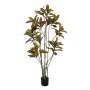 Planta Decorativa Borracha Polipropileno 60 x 60 x 150 cm de BigBuy Home, Plantas - Ref: S8806699, Preço: 81,61 €, Desconto: %