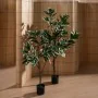 Plante décorative Caoutchouc polypropylène 50 x 50 x 120 cm de BigBuy Home, Plantes artificielles - Réf : S8806701, Prix : 46...